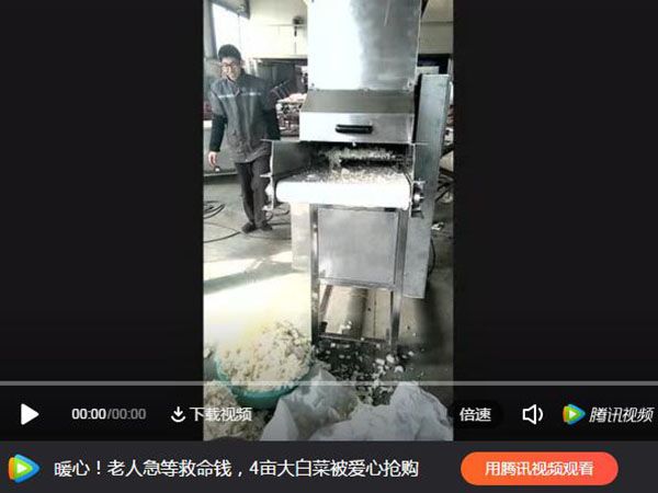 白菜切塊機試機